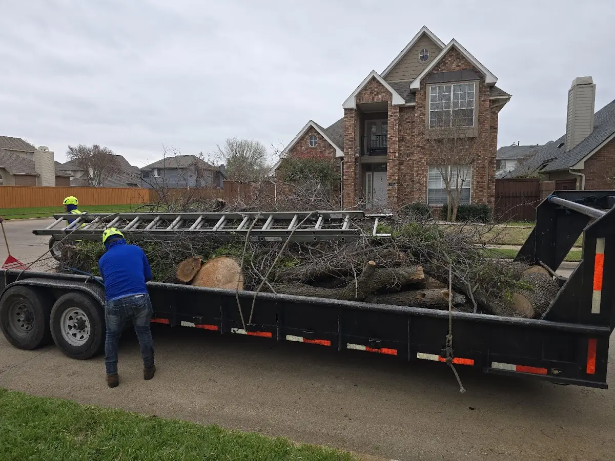 Expert Tree Pest Control with proper safety equipment in Rockport